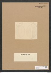 Diatomeae indet. Zeichnungen Sammlung Grunow Nr. 3771 (NHMW-BOT-W0371433)
